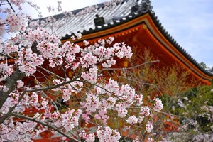 仁和寺は京都が誇る世界遺産！アクセスや拝観料など観光情報を紹介