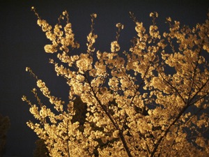 嵐山の桜は夜のライトアップがきれい！おすすめの観賞スポットなどを紹介