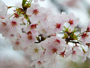 広島県の桜の名所は？見頃や穴場をチェックしてお花見を楽しもう！
