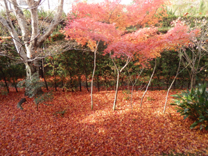 京都で紅葉の穴場は？おすすめスポットや無料の場所に名所までご紹介
