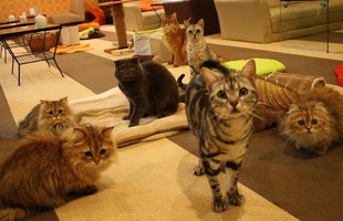 広島の猫カフェでおすすめなのは？可愛い猫たちと癒やしの一時を！