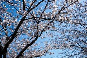 隅田川で桜を見よう！クルーズ情報や見頃にライトアップ時間・アクセス方法を紹介