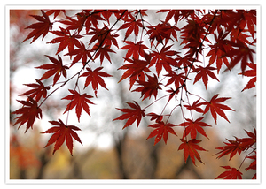 瑠璃光院の紅葉＆青もみじ特集！春と秋の幻想的光景は京都屈指の観光名所