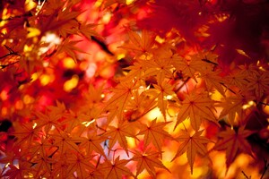 新宿御苑の紅葉を見に行こう！2017年見頃やコース情報まとめ