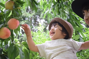 桃狩りなら山梨へ行こう！おすすめの人気農園を紹介！食べ放題もアリ！