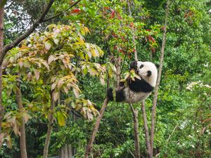 台北市立動物園でパンダは見られる？行き方や料金・見どころまとめ！