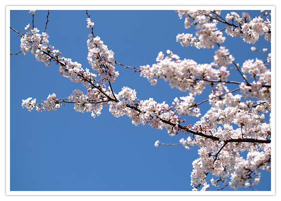 京都 哲学の道の魅力とは 桜や紅葉の見頃や周辺の人気カフェを紹介 Travelnote トラベルノート