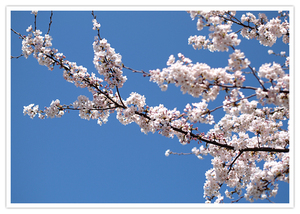 京都・哲学の道の魅力とは？桜や紅葉の見頃や周辺の人気カフェを紹介