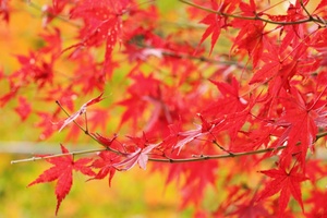 定山渓の日帰り温泉ランキング！札幌からのアクセスも良好な温泉地は紅葉も人気！
