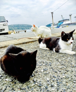相島は猫好きには堪らない福岡観光の穴場！人気の島への行き方は？