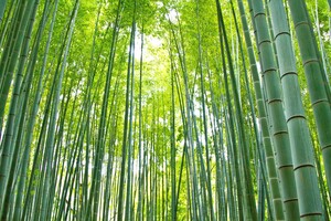 京都・嵐山の「竹林の道」をまったり散策！美しいライトアップも必見