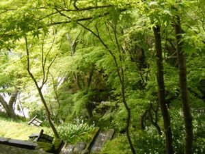 京都「旧三井家下鴨別邸」へのアクセス方法は？見学の見どころを紹介！