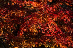 武雄温泉「御船山楽園」の紅葉がきれい！ライトアップの時間や見頃は？