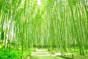 京都・嵯峨野おすすめの散策コース！竹林や紅葉がきれい！隠れ家カフェも！