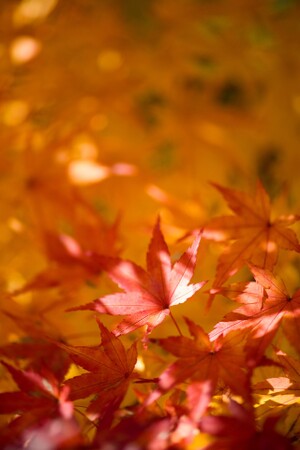 京都・永観堂（禅林寺）の見どころは？有名な紅葉スポットで秋を満喫！
