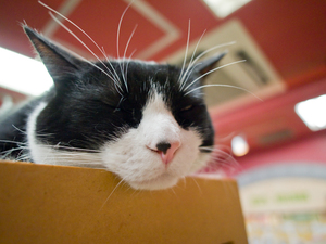 岡山でおすすめの猫カフェ特集！料金やメニュー・里親情報も紹介！