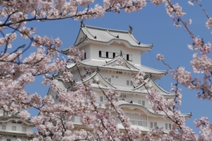 姫路城の桜の見頃は？おすすめの撮影スポットや穴場情報もあり！