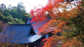 京都・高雄は紅葉の名所！寺院観光や美しい景色のドライブも！