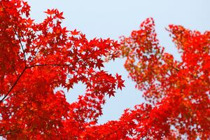 詩仙堂は京都で最強の観光スポット！紅葉の見頃や美味しいランチも！