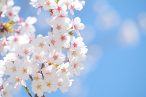 江戸川公園は桜の名所で有名！遊具もあり！子供の遊び場やデートにも！