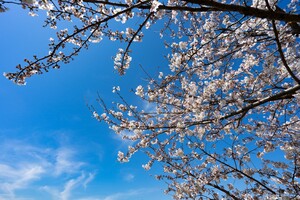 浅草の桜は浅草寺や隅田川沿いが人気！その他の名所や穴場もまとめてご紹介！