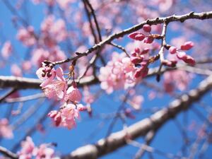 上野公園の桜はライトアップで一層きれい！時間や見頃など徹底紹介！