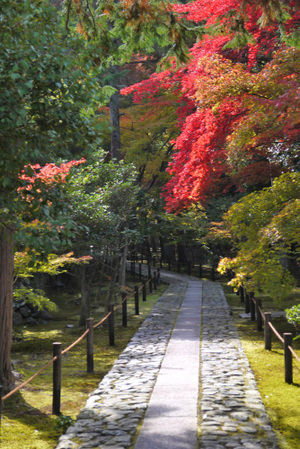 京都・鹿王院の魅力を紹介！美しい参道の紅葉や嵐山が借景の庭園に大満足！