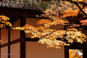 京都・常寂光寺は嵐山観光で！歴史を感じる紅葉や新緑の見頃は？