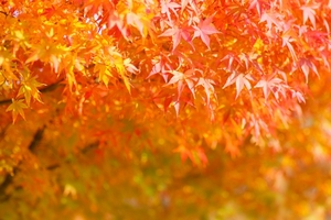 曼殊院は京都の紅葉名所！美しい庭園の魅力やアクセスを紹介！