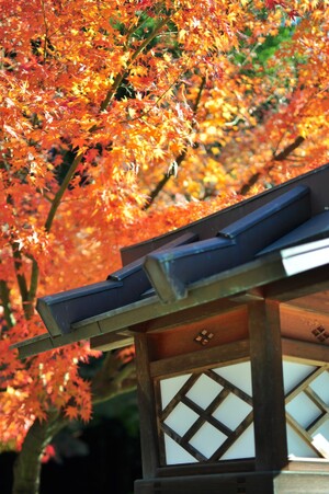 毘沙門堂で京都山科を満喫！桜や紅葉の見頃やアクセス方法も紹介！