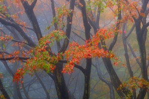 比叡山の紅葉の見ごろはいつ？ライトアップ情報などもあわせてご紹介！