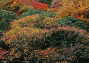 京都・勧修寺でみやびな観光！見どころは氷室池を巡り桜や紅葉にうっとり！