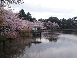 大宮公園は桜の名所！アクセス方法や見頃のライトアップスポット情報も！