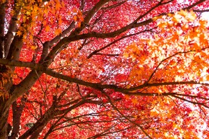 香雪園の紅葉は函館の人気観光スポット！見頃はいつ？周辺の見どころもご紹介！