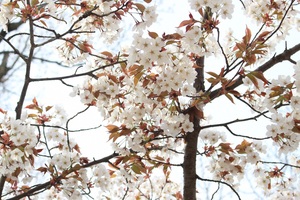 高尾山の桜の開花や見頃はいつ？お花見スポットや混雑状況も調査！