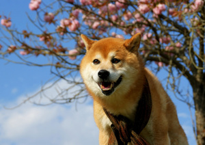 柴犬の里が熊本に！阿蘇で散歩体験！アクセス・料金などご紹介！
