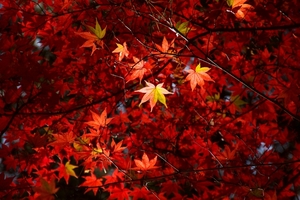 静岡の紅葉スポットをまとめて紹介！これから旬を迎える穴場もあり！