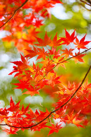 竜田川で紅葉を満喫しよう！見頃の時期や見どころもご紹介！