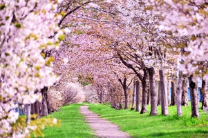 函館の桜の開花時期・見ごろはいつ？花見に行きたい名所まとめ！