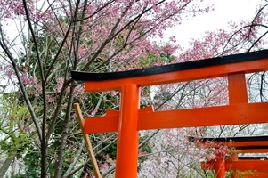 京都・平野神社の見どころは？桜や御朱印・アクセス方法などまとめて紹介！