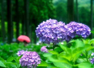 紫陽花の名所は？梅雨入りも楽しめる全国のおすすめスポットのまとめ！