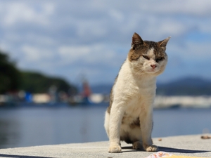 田代島は猫島として有名！フェリーでのアクセス方法などもご紹介！
