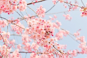 名古屋の桜の名所をご紹介！人気スポットや見頃にライトアップもあり！