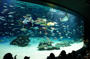 水族館の人気ランキングトップ21！東京近郊・関東のおすすめスポットまとめ！