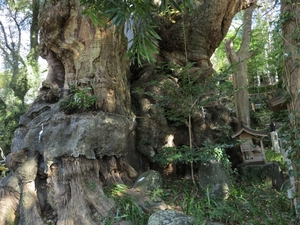 「来宮神社」のご利益は？熱海のパワースポットは大楠で有名！