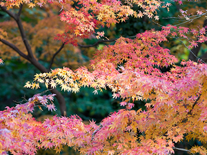 大阪の紅葉は12月まで楽しめる！名所や穴場・ライトアップ情報まとめ！