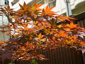 金沢の紅葉でおすすめの時期は？見ごろや人気のスポットを紹介！