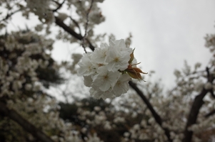 二条城の桜が美しい！桜まつりの見どころなどもまとめて紹介！