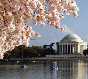 ワシントンDCは桜の名所！桜祭りの時期やおすすめの見所を調査！