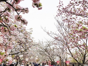 大阪造幣局の桜の見頃は？通り抜けできるお花見スポットを紹介！